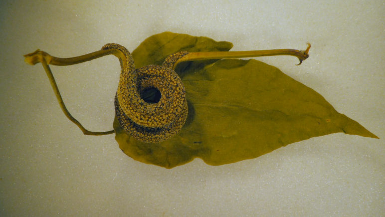 Gymnosporangium ? No, Puccinia alnetorum